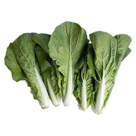 毛白菜 500克 邹区卜师傅家的新鲜蔬菜