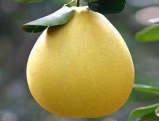 蜜柚（合作）（±50g/份） 商品图0