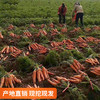 现挖生态黄胡萝卜新鲜农家自种沙地生吃脆甜 蔬菜水果红胡萝卜 商品缩略图2