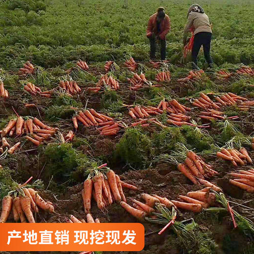 现挖生态黄胡萝卜新鲜农家自种沙地生吃脆甜 蔬菜水果红胡萝卜 商品图2