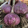 【紫皮独头蒜 （鲜蒜）】| 蒜香浓郁，易剥皮，蒜瓣饱满，辛辣多汁天然健康 商品缩略图7