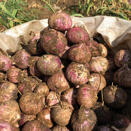 【紫皮独头蒜 （鲜蒜）】| 蒜香浓郁，易剥皮，蒜瓣饱满，辛辣多汁天然健康 商品图5