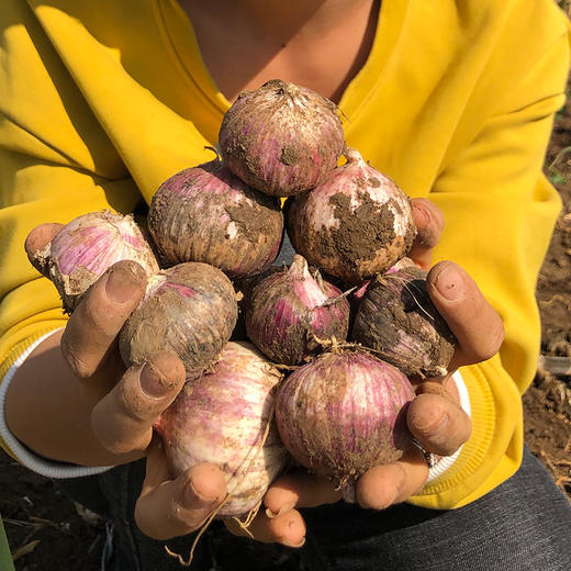 【紫皮独头蒜 （鲜蒜）】| 蒜香浓郁，易剥皮，蒜瓣饱满，辛辣多汁天然健康 商品图0