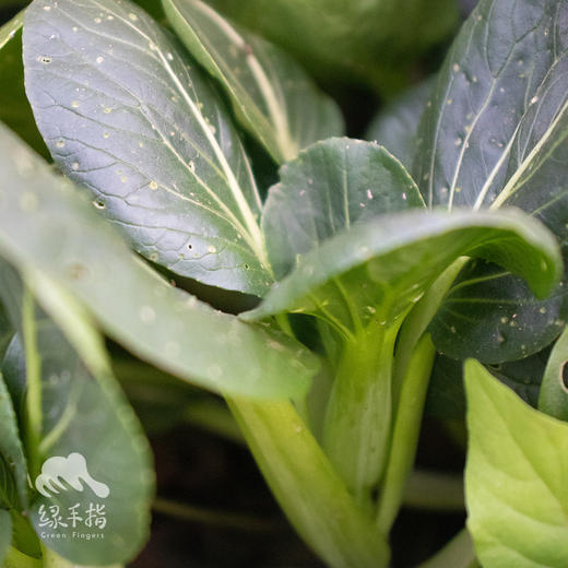 生态苏州青 | 绿家自产* Eco-Chinese cabbage | Self-production 商品图1