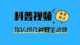超适合幼儿园宝贝认识野生动物的科普视频