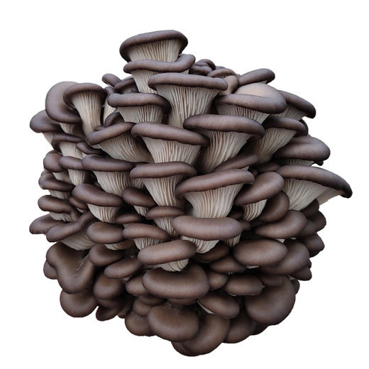 人工菌 500g 商品图0