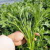 物本源有机菊花菜 商品缩略图0