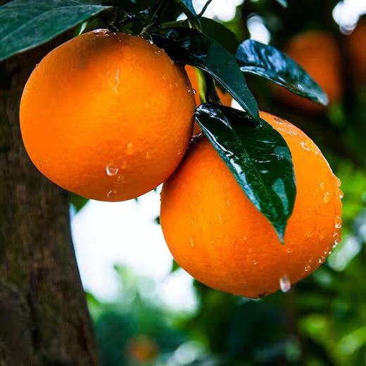 优选奉节脐橙20斤装中果