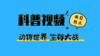 镜头记录下的野生动物单挑大战 商品缩略图0
