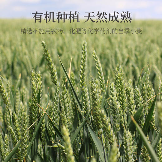 物本源有机面粉—胚芽精粉/全麦面粉 商品图7