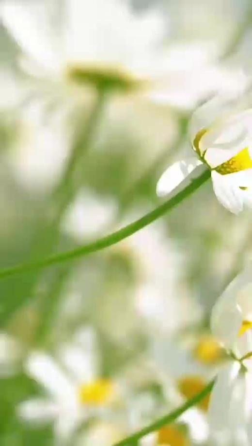 夷陵区老年大学音乐影集  陶小红 商品图0