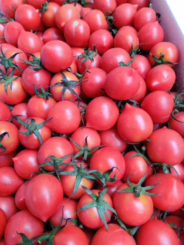 【市内同城】71元购【春桃柿子】一箱(毛重12斤左右),脆甜可口,柿子味