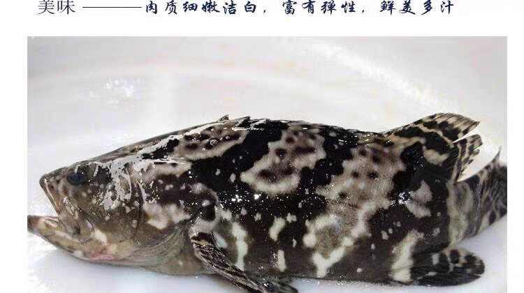 鮮活老虎斑龍膽魚肉質堪比石斑魚111斤