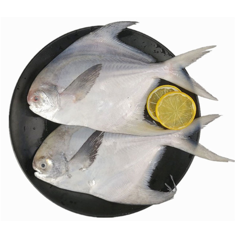 大叔生鲜 | 鲜活冰冻 小白鲳 无肉刺 肉质鲜美 3条/500克 顺丰冷链
