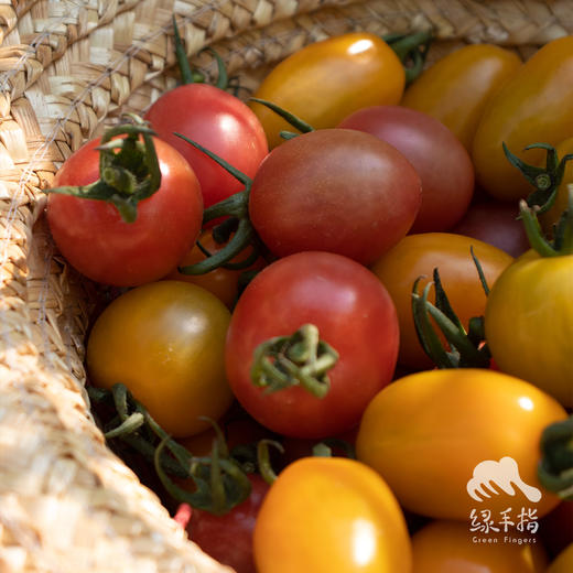 生态圣女果 | 绿家自产 * Ecological cherry tomato | Self-production 商品图3