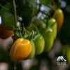 生态圣女果 | 绿家自产 * Ecological cherry tomato | Self-production 商品缩略图4
