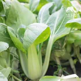 生态上海青 | 绿家自产* Eco-Chinese cabbage | Self-production
