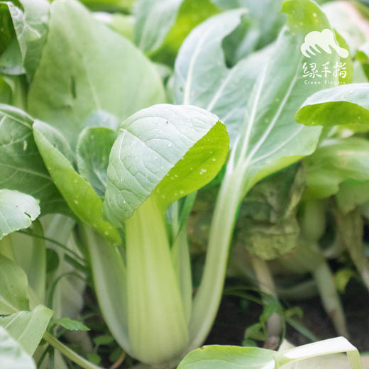 生态上海青 | 绿家自产* Eco-Chinese cabbage | Self-production 商品图0