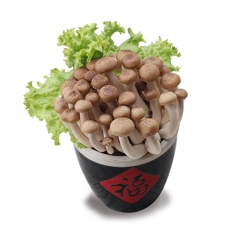 蟹味菇袋30128730