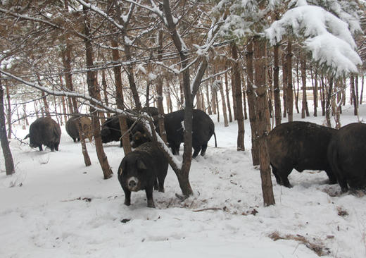 信诚黑猪肉大里脊（合作-鲜肉） 商品图1