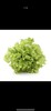 生菜每公斤 商品缩略图1