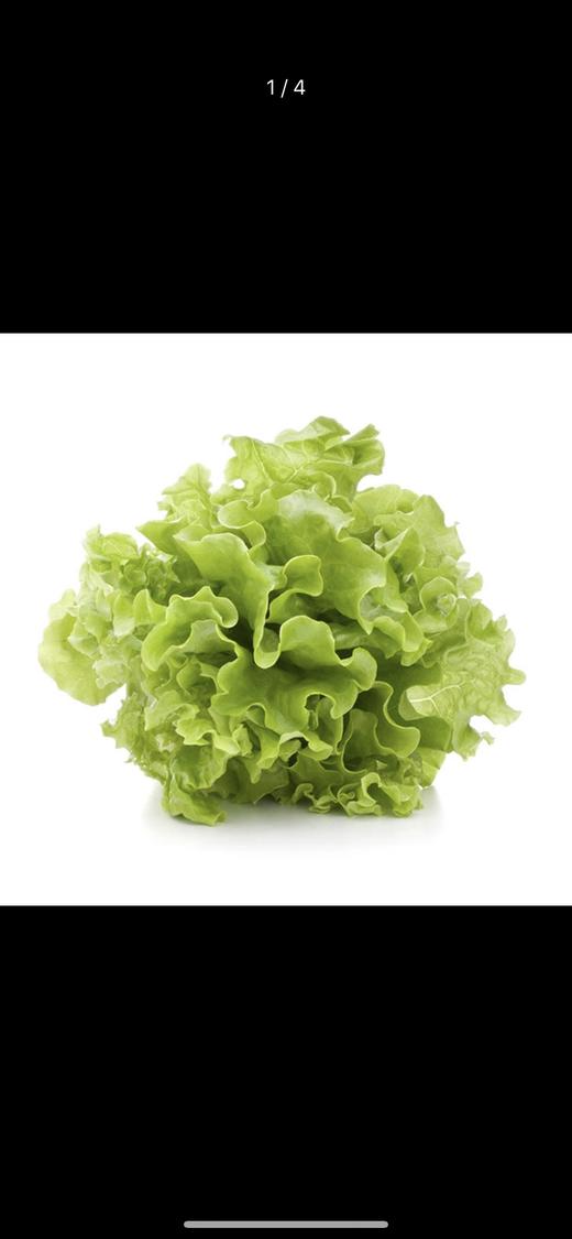 生菜每公斤 商品图1