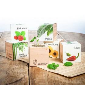 奥地利Ecocube立方生态环保盆栽小绿植桌面办公室创意植物花卉苗