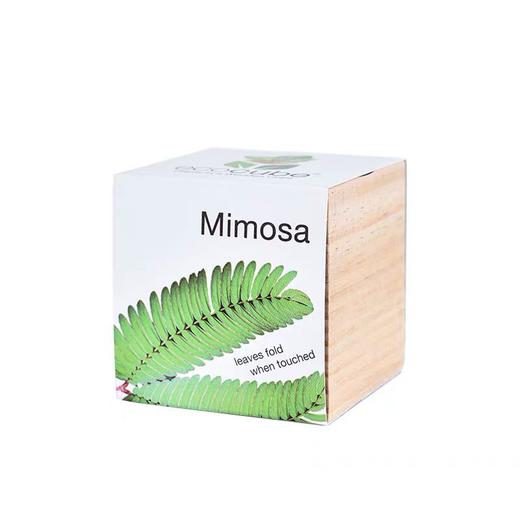 奥地利Ecocube立方生态环保盆栽小绿植桌面办公室创意植物花卉苗 商品图4