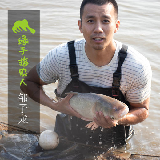 生态大头鱼（冷鲜，广东省内下单） | 绿家自产 * Eco-bighead Carp | Self-production 商品图1