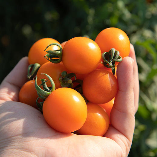 精选福建61漳州金玲珑小番茄圣女果酸甜可口亦蔬亦果顺丰直达