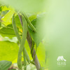 生态四季豆 | 绿家自产Organic kidney bean | Self-production 商品缩略图1