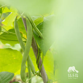 生态四季豆 | 绿家自产Organic kidney bean | Self-production