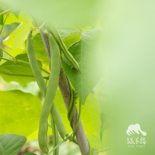 生态四季豆 | 绿家自产Organic kidney bean | Self-production 商品图1
