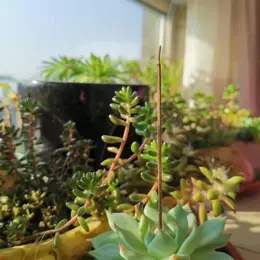 化湿香 | 自制香插，看看谁更有创意