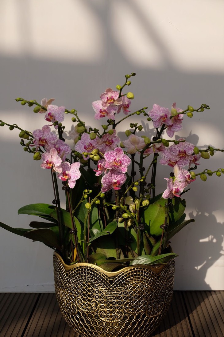 蝴蝶兰(根据实际交易金额下单)