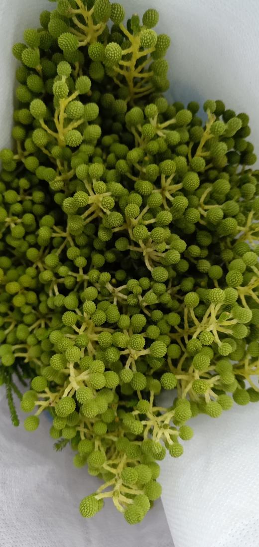 【美满/丰收/幸福】珊瑚果 绿色（小果）若干枝/扎 商品图11