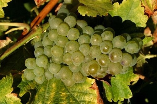 闻香识美酒：长相思的“猫尿味“