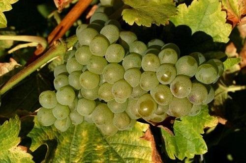 闻香识美酒：长相思的“猫尿味“ 商品图0