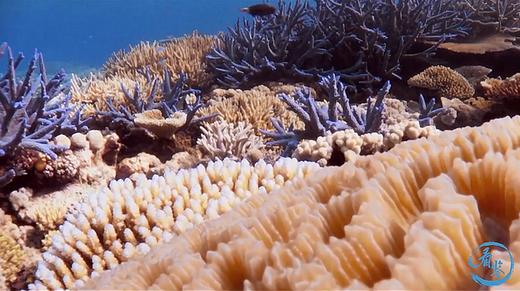 海洋动物宣传片 商品图0