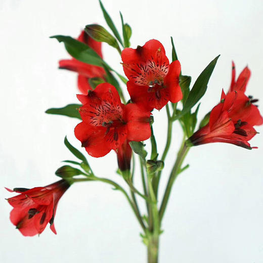 海盛 鲜花速递 六出花 经典花束礼物