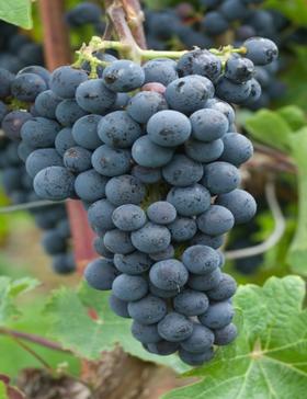 杯中经典—赤霞珠