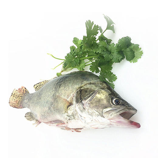 活鲜活桂鱼600700g条