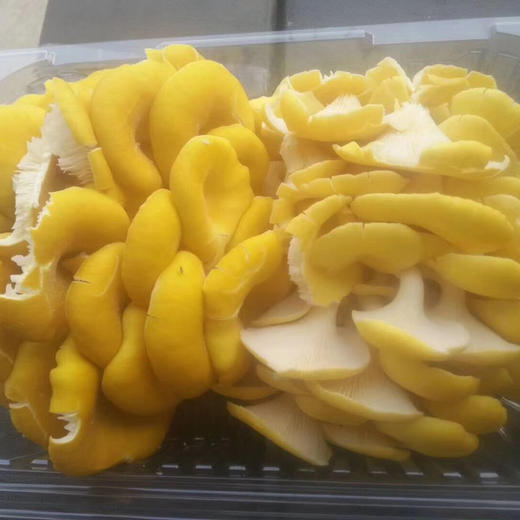 需提前一天预定:新鲜黄金菇 鲜美可口 煲汤佳品【一件带框约2.