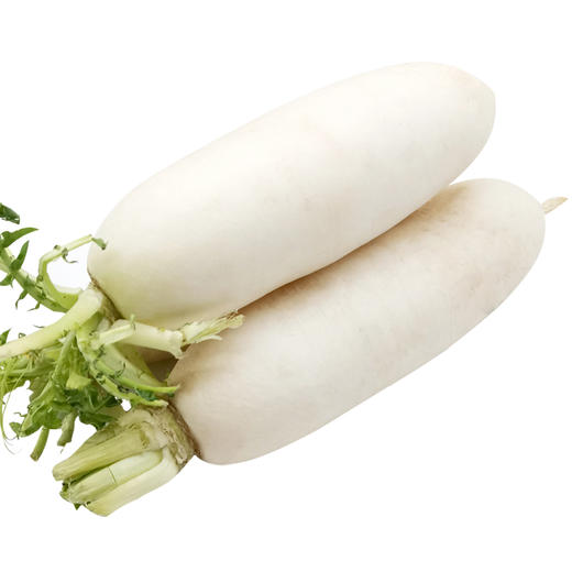 白萝卜