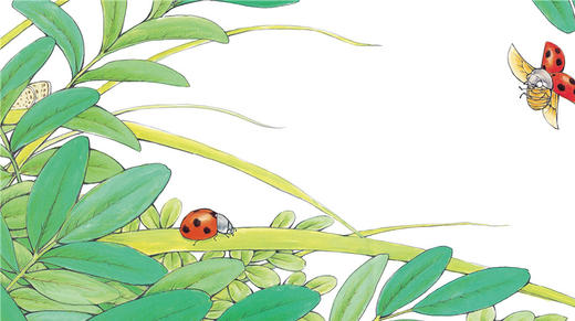 妈妈都喜欢的昆虫绘本 故事 商品图0