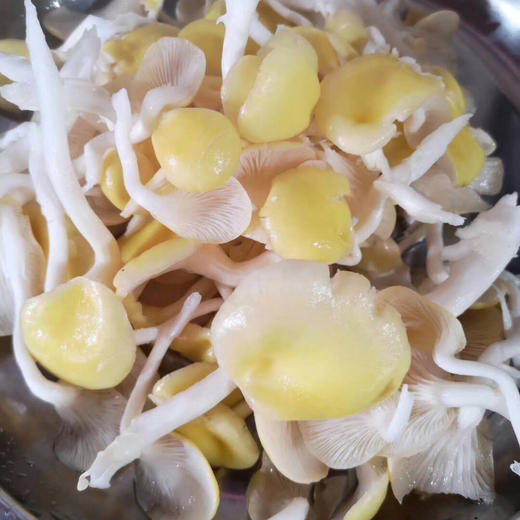 需提前一天预定:新鲜黄金菇 鲜美可口 煲汤佳品【一件带框约2.