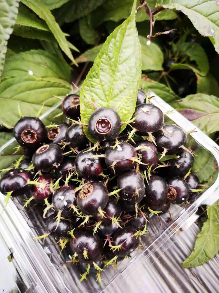 红果参(果实)○ 带言