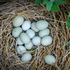 物本源绿皮土鸡蛋-40枚 商品缩略图2