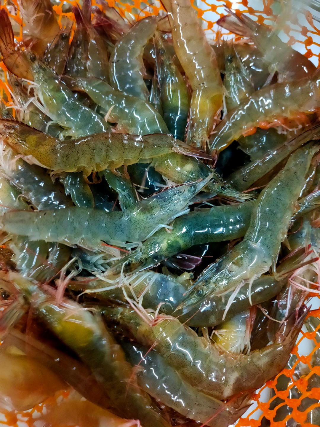 鲜活基围虾,大明虾 1斤装