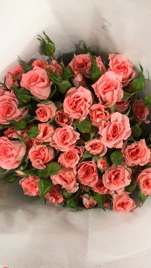 多头玫瑰 高雅爱人